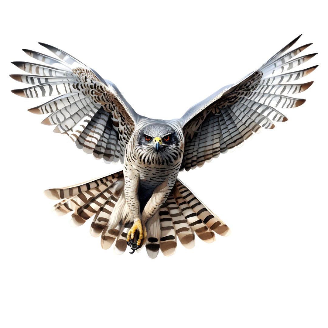 5X Hawk Sticker Set (5 Pieces): Bird of Prey Car Stickers, Forest ...