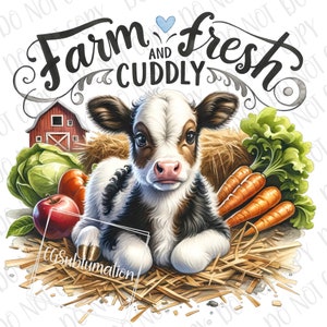 Cute Farm Baby PNG, Hay, Farm Fresh & Cuddly Dairy Milk Cow Sublimation, Digital Download Barnyard Baby png Baby Cow Newborn Baby Shower png