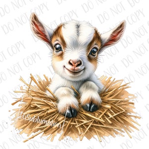 May include: A white and brown baby goat with brown eyes is sitting in a nest of straw. The goat is looking at the camera and has a happy expression on its face.