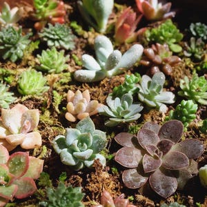 Mixed succulent seeds. Gaurantee 10 varieties per packet (assorted rare colorful lithop, echeveria, sempervivum and more) - Grow at home kit