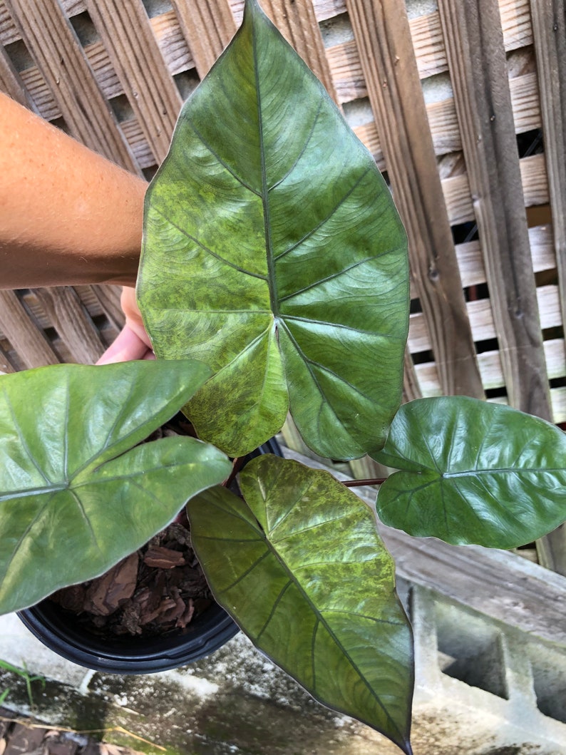 Variegated Alocasia Yucatán Princess Etsy