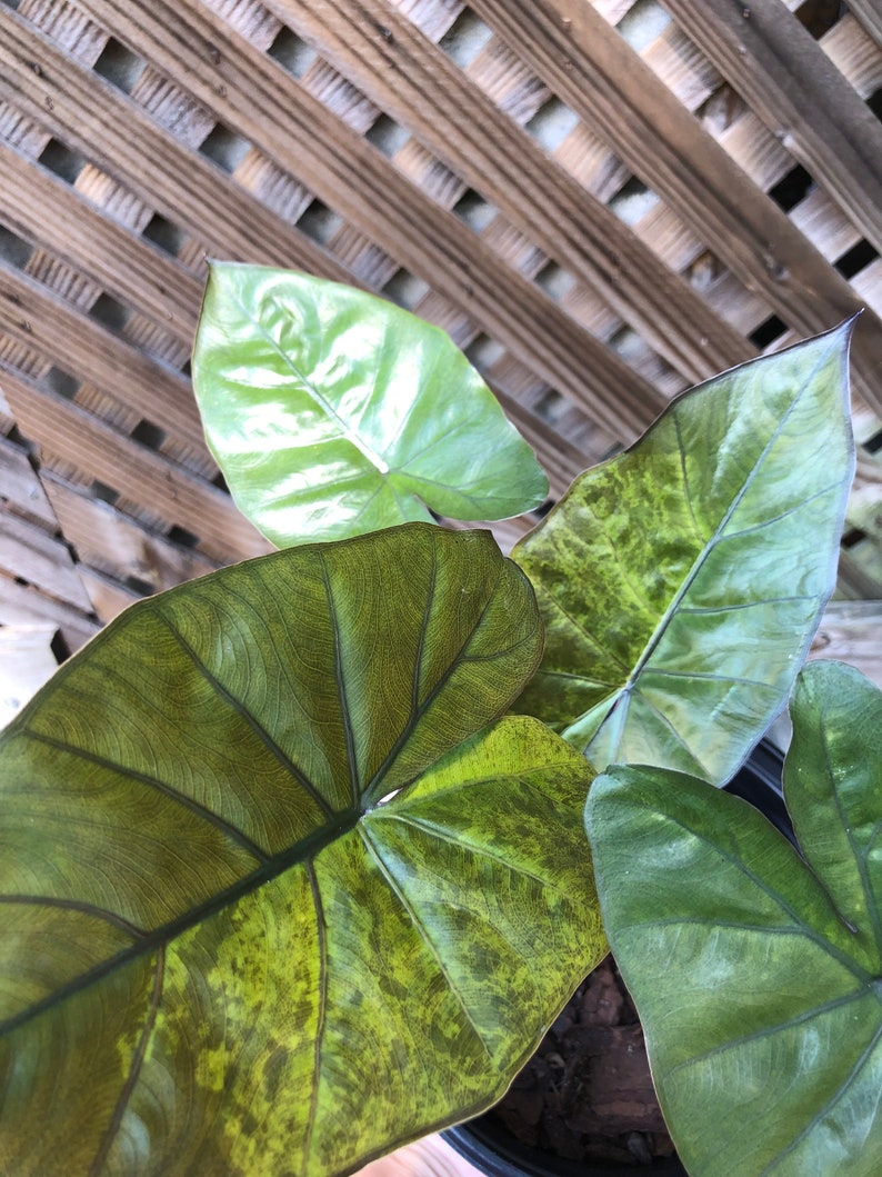 Variegated Alocasia Yucatán Princess Etsy