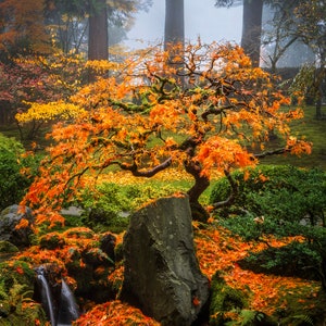 Portland Japanese Garden Print, Japanese Maple photo, mystical Japanese garden, red japanese maple in fall, Japandi wall art, fog garden art