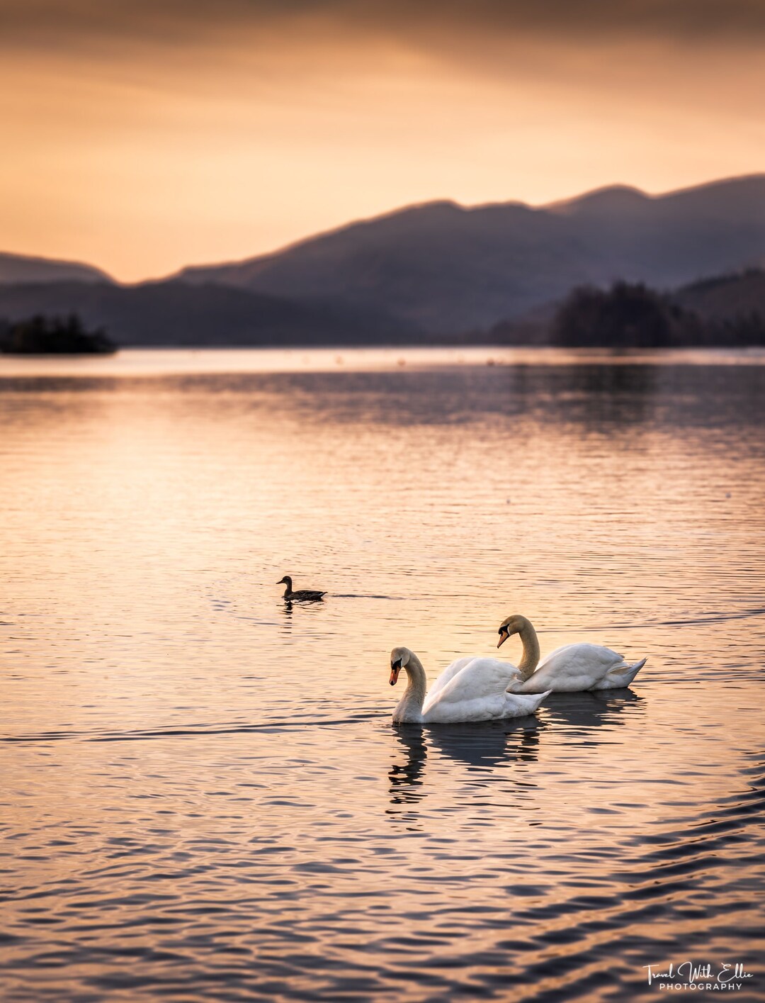 Swans in Lake Windermere Print, Lake Windermere Photo, Swan Wall