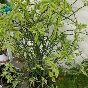 May include: A Pedilanthus tithymaloides, commonly known as a devil's backbone plant, featuring zigzagging green stems and variegated leaves with shades of light green and cream. The plant has a dense, branching structure with many small leaves.