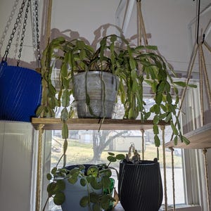 May include: A wooden hanging shelf with three levels, each holding potted plants. The top shelf has a silver metal pot with a green plant. The middle shelf has a light blue pot and a black pot. The shelves are suspended by rope.