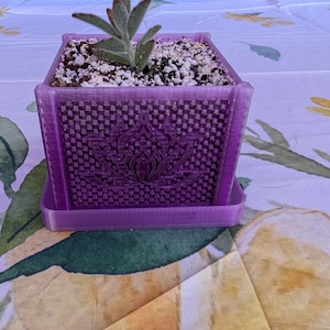 May include: A purple square planter with a lotus flower design, holding a small succulent plant. The planter sits on a matching tray. The plant has green and brown leaves and is surrounded by white pebbles.