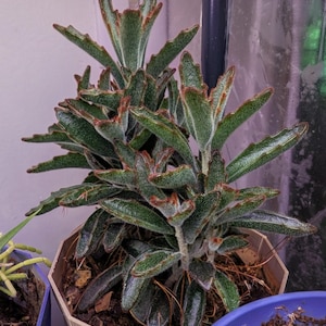 Chocolate Soldier Kalanchoe Panda Plant Starter – Succulent in 3D Printed Pot