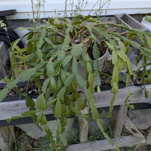 True Christmas Cactus Purple - Etsy