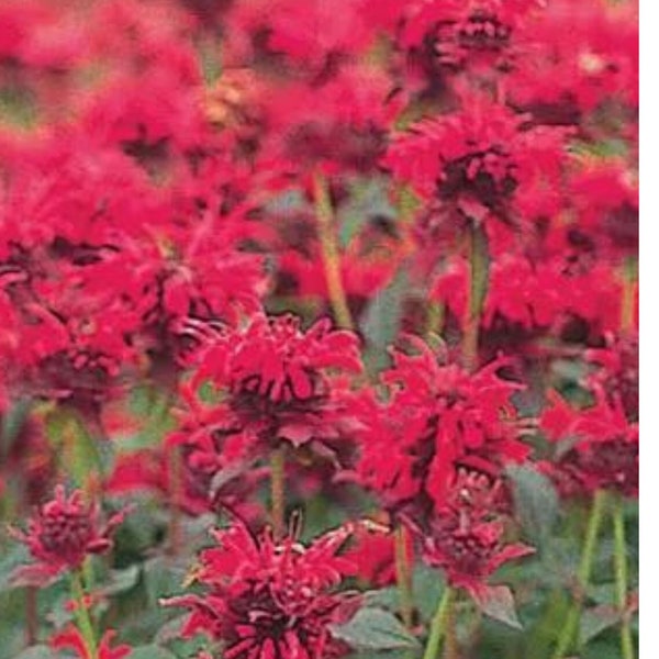 15 seeds Monarda (Bee Balm)-Panorama Red Shades, resistant to powdery mildew, fragrant, attracts butterflies and hummingbirds, cut flowers