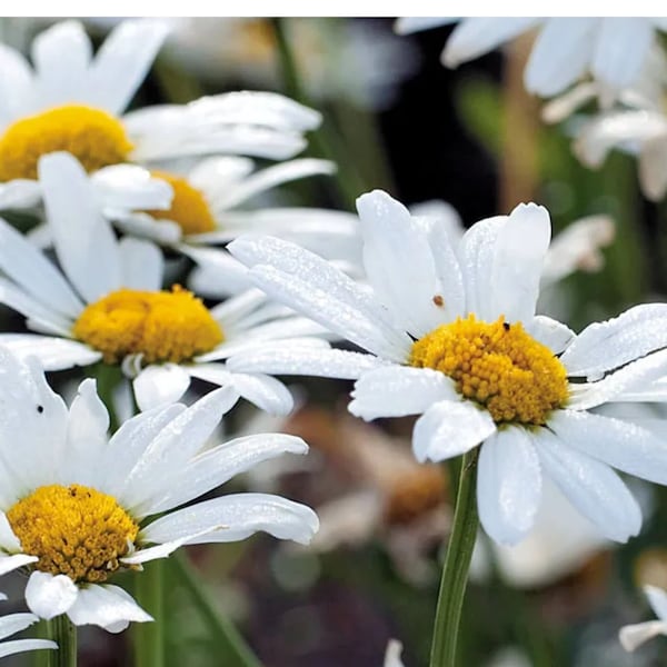 15 seeds Shasta Daisy 'White Breeze', perennial, large flowers, white daisies, easy to grow, cut flowers, grow full sun, blooms first year