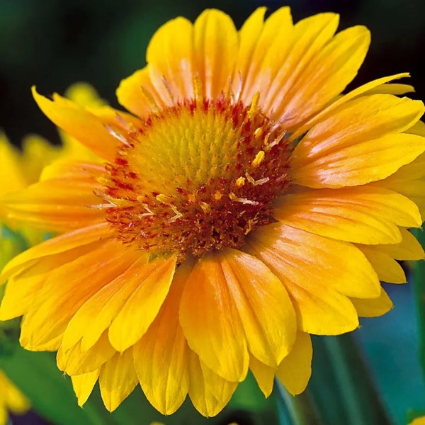 Gaillardia 'Arizona Apricot' , grandiflora, compact, long lived, perennial, zones 3-10, hardy, containers, cut flowers, borders,All America