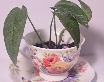 Butterfly Floral Teacup Planter | with Drainage !