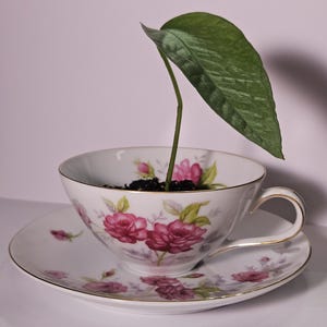 giant fiddle leaf fig Buy Fiddle Leaf Fig Tree Online