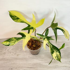 Philodendron Florida Beauty Variegated - Exact Plant USA Seller