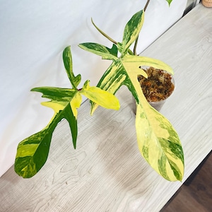 Philodendron Florida Beauty Variegated - Exact Plant USA Seller