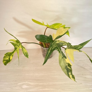 Philodendron Florida Beauty Variegated - Exact Plant USA Seller