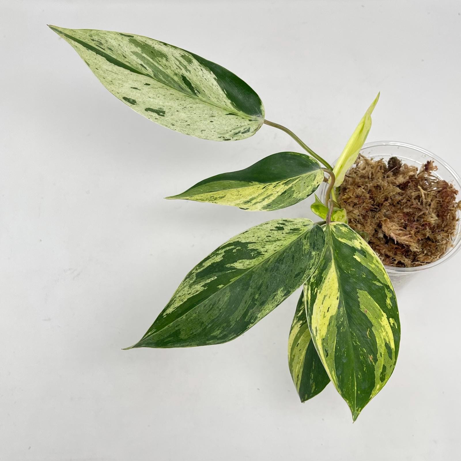 フィロデンドロン エメラルドクイーン バリエゲイテッド Philodendron Emerald Queen Variegated - Etsy