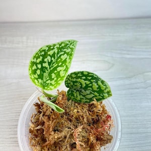 Scindapsus Dark Manalak Tricolor - Exact Plant
