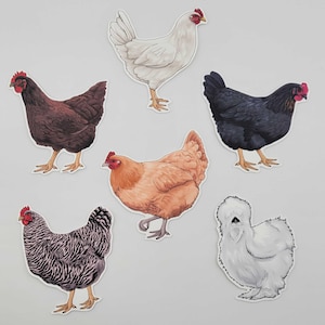 May include: A collection of seven chicken illustrations in various colors and patterns. The chickens are depicted in different poses, with detailed feathers and red combs. The color palette includes white, black, brown, and tan.