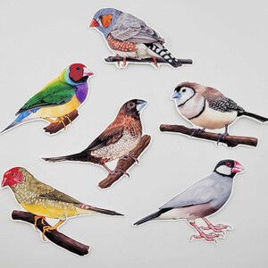 Stickerpakket met vinken – Set van 6 – Zebra | Gouldamadine | Uil | Straatvink | Stervink | Javavink – Waterflessen, schrijfbenodigdheden en planneraccessoires