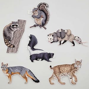 Woodland Creatures Sticker Pack – Eastern Fox Squirrel | Raccoon | Opossum | Common Striped Skunk | Gray Fox | Bobcat - Forest Wildlife image 1