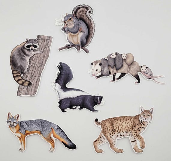 Woodland Creatures Sticker Pack – Eastern Fox Squirrel | Raccoon | Opossum | Common Striped Skunk | Gray Fox | Bobcat - Forest Wildlife