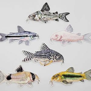 May include: A collection of six die-cut stickers featuring detailed illustrations of various Corydoras catfish species. The designs include a marbled pattern, a black-striped fish, an albino fish, a spotted fish, and two tan and yellow varieties.