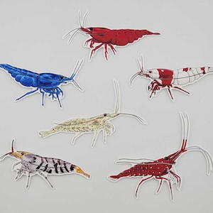 Räkklistermärkespaket – Set med 6 vinyldekaler – Bloody Mary | Blue Dream | Crystal | Amano | Sulawesi Cardinal | Super Tiger Shrimp - Aquatic