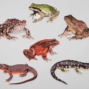 California Amphibians Stickers – Pacific Tree Frog | Western Toad | Foothill Yellow-legged Frog | Red-legged Frog | Newt | Tiger Salamander