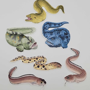 Op de afbeelding: Een verzameling kleurrijke visstickers, waaronder een gele paling, een blauwe vis met stippen en een groen-zwarte vis. Andere stickers zijn een bruine paling en een gevlekte paling. De stickers staan op een witte achtergrond.