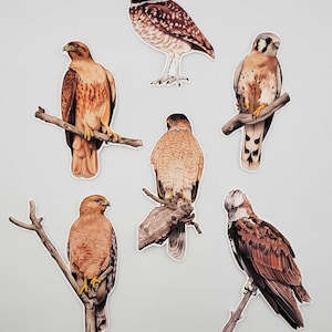 May include: A collection of bird stickers featuring detailed illustrations of various birds of prey, including hawks and owls. The stickers showcase realistic coloring and are perched on branches. The birds are in shades of brown, tan, and white.