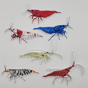 Shrimp Sticker Pack – Set of 6 Vinyl Decals – Bloody Mary | Blue Dream | Crystal | Amano | Sulawesi Cardinal | Super Tiger Shrimp - Aquatic
