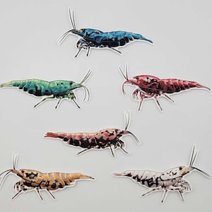 May include: Six individual stickers of freshwater shrimp, each featuring a distinct color pattern including blue, green, red, pink with black spots, orange with black spots, and white with black spots, all displayed against a neutral background.