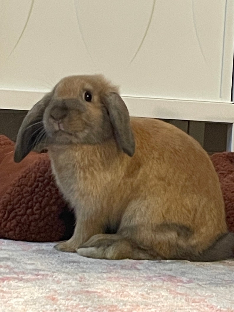 All Natural Rabbit Fertilizer Etsy