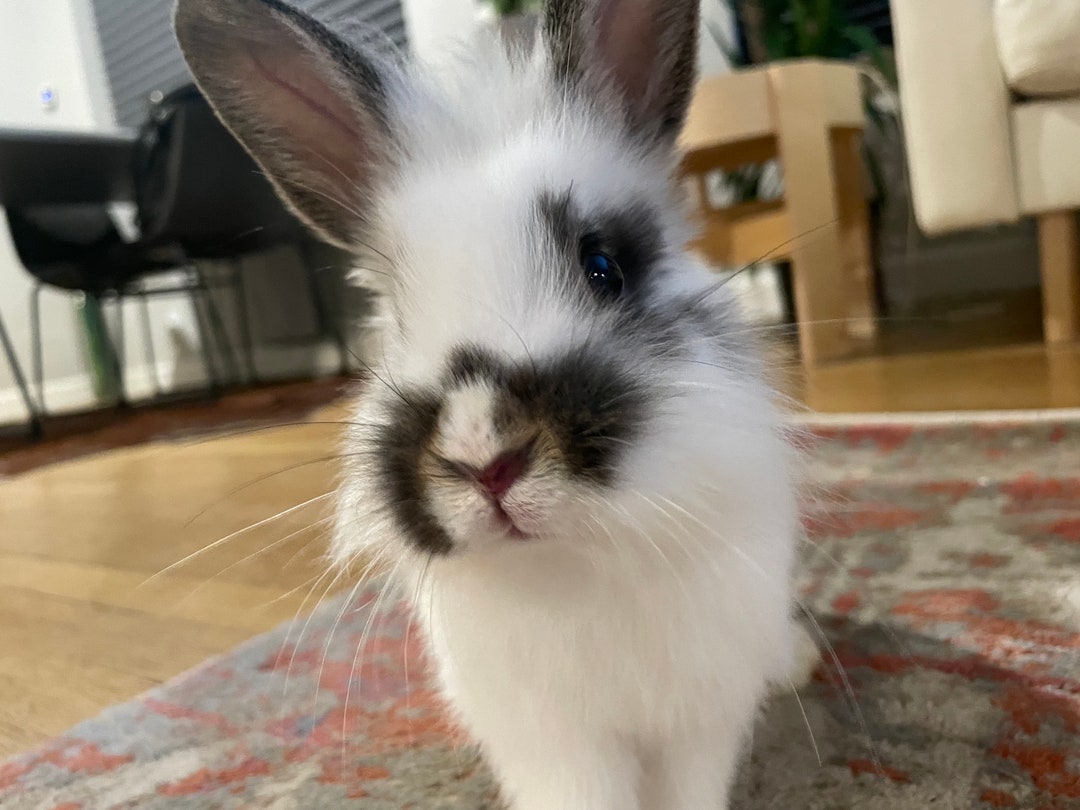 All Natural Rabbit Fertilizer! - Etsy