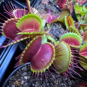 Venus flytrap typical