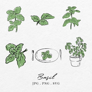 May include: A set of five hand-drawn illustrations of basil plants in various styles. The illustrations are in black and green on a white background. The text "Basil JPG. PNG. SVG" is at the bottom of the image.