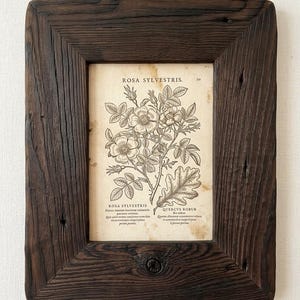 Op de afbeelding: Een rechthoekige fotolijst van donker, verweerd hout met zichtbare nerven en knoesten, met daarin een botanische print op verouderd papier. De print bevat zwarte lijntekeningen van Rosa Sylvestris en Quercus Robur met Latijnse tekst.