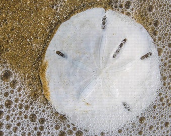 Sandollar Bubbles Canvas Print, coastal, beach, sea foam, wall art, stretch canvas, sand dollar, wall decor