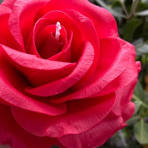 Aesthetic Realistic Rose Candle, Beeswax Candle, Flower Candle, Premium Gift, Unique Candle, Handmade Candle, Rose Candle, mother’s gift
