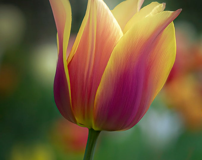 Tulip Delight