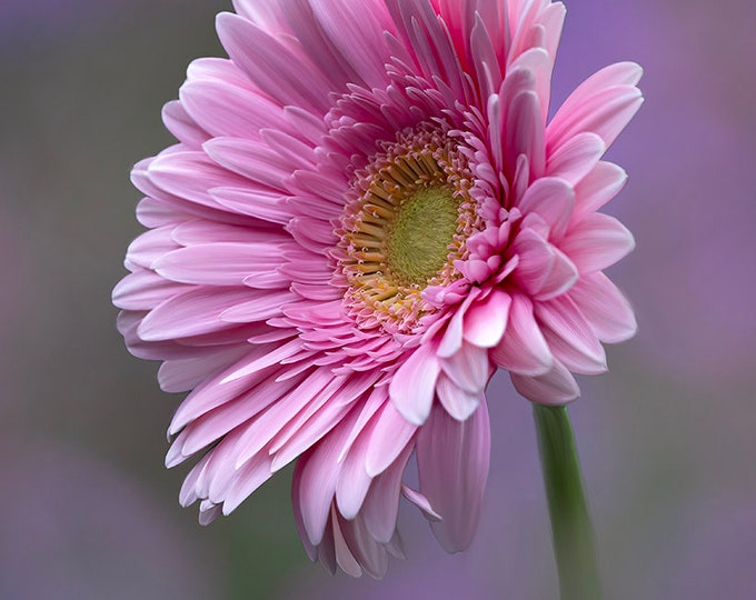 Vibrant Pink Petals