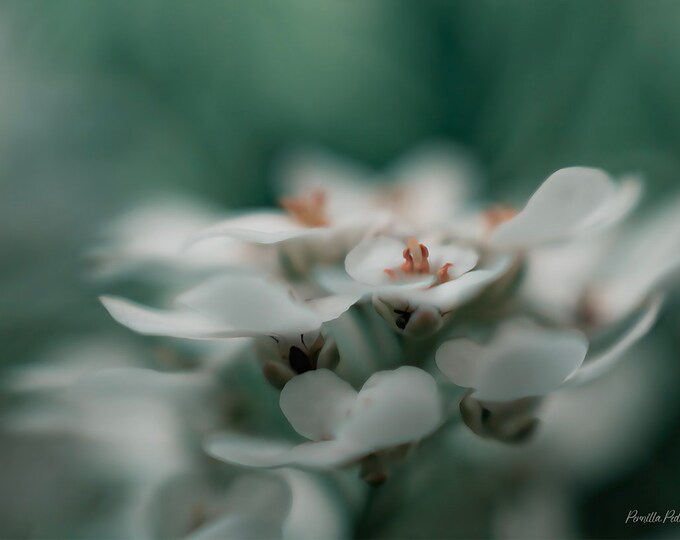 Springtime Mystery Flower