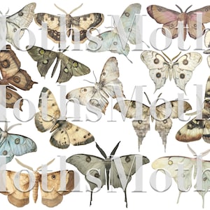 May include: A collection of 14 watercolor illustrations of moths with various wing patterns and colors, including brown, white, gray, and blue. The moths are depicted against a white background.