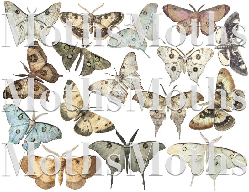 May include: A collection of 14 watercolor illustrations of moths with various wing patterns and colors, including brown, white, gray, and blue. The moths are depicted against a white background.