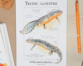 May include: A detailed illustration of an Alpine Newt, labeled "Triton Alpestre," with male and female examples. The male newt is orange and blue, while the female is gray. An orange pencil rests on the side.