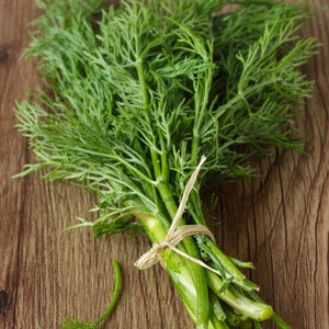 Dill - Anethum Graveolens Seeds