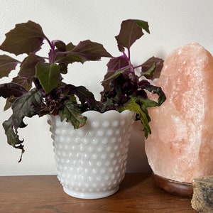 Può includere: Un vaso di ceramica bianca testurizzato con un bordo a festoni, riempito con una pianta verde a foglie con il lato inferiore viola. La pianta è appoggiata su una superficie di legno accanto a una grande lampada di sale rosa dell'Himalaya.