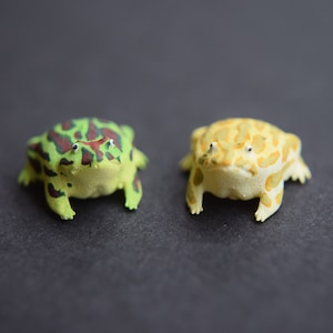 Tiny Pacman South American Horned Frog